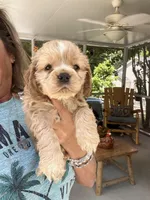 Sanibel buff w/white, a male Cocker Spaniel for sale in Lexington, SC – 3 of 6