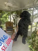 Avery black and Tan, a male Cocker Spaniel for sale in Lexington, SC – 3 of 4