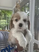 Avery Parti, a male Cocker Spaniel for sale in Lexington, SC – 6 of 6