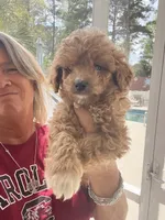 Apricot Boy, a male Poodle - Toy  for sale in Lexington, SC – Photo 3 of 6