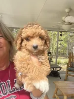 Apricot Boy, a male Poodle - Toy  for sale in Lexington, SC – Photo 2 of 6