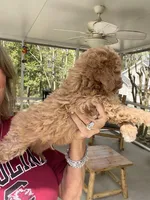 Apricot Boy, a male Poodle - Toy  for sale in Lexington, SC – Photo 5 of 6