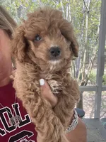 Apricot Boy, a male Poodle - Toy  for sale in Lexington, SC – Photo 4 of 6