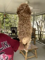 Apricot Boy, a male Poodle - Toy  for sale in Lexington, SC – Photo 6 of 6