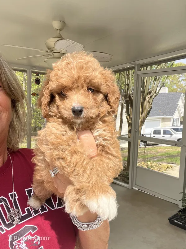 Apricot Boy – Poodle - Toy  puppy on hold in Lexington, SC