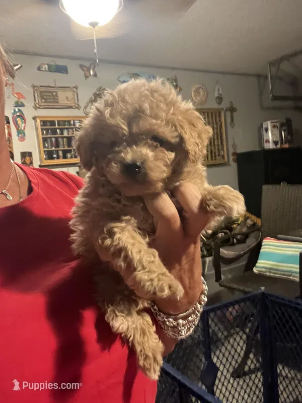 Apricot 2 – Poodle - Toy  puppy for sale in Lexington, SC