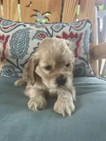 Sanibel blonde, a male Cocker Spaniel for sale in Lexington, SC – 6 of 6