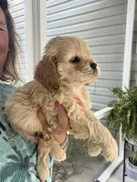 Sanibel blonde, a male Cocker Spaniel for sale in Lexington, SC – 3 of 6
