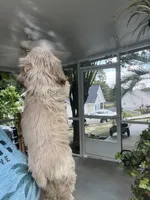 Sanibel blonde, a male Cocker Spaniel for sale in Lexington, SC – 5 of 6