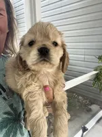 Sanibel blonde, a male Cocker Spaniel for sale in Lexington, SC – 2 of 6