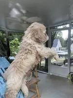 Sanibel blonde, a male Cocker Spaniel for sale in Lexington, SC – 4 of 6