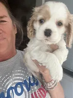 Avery Parti, a male Cocker Spaniel for sale in Lexington, SC – 2 of 6