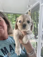 Avery Blonde Girl, a female Cocker Spaniel for sale in Lexington, SC – 5 of 5