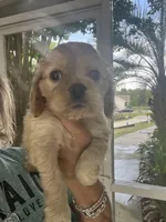 Avery Blonde Girl, a female Cocker Spaniel for sale in Lexington, SC – 4 of 5