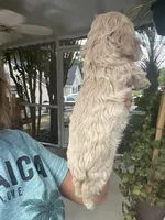 Avery Blonde Girl, a female Cocker Spaniel for sale in Lexington, SC – 3 of 5