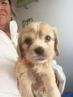 Purple Girl, a female Cocker Spaniel for sale in Lexington, SC – Photo 5 of 5