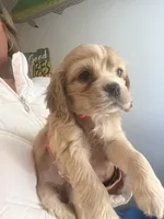 Purple Girl, a female Cocker Spaniel for sale in Lexington, SC – Photo 2 of 5