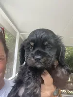Avery black and Tan, a male Cocker Spaniel for sale in Lexington, SC – 2 of 4
