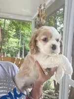 Avery Parti, a male Cocker Spaniel for sale in Lexington, SC – 5 of 6