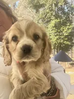 Yellow Girl, a female Cocker Spaniel for sale in Lexington, SC – Photo 3 of 4