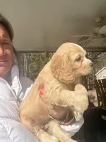 Yellow Girl, a female Cocker Spaniel for sale in Lexington, SC – Photo 2 of 4