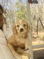 Yellow Girl, a female Cocker Spaniel for sale in Lexington, SC – Photo 4 of 4