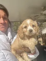 Yellow Girl, a female Cocker Spaniel for sale in Lexington, SC – Photo 1 of 4