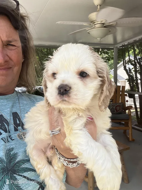 Sanibel Parti, a male Cocker Spaniel for sale in Lexington, SC – 1 of 7