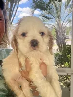 Sanibel Parti, a male Cocker Spaniel for sale in Lexington, SC – 6 of 7