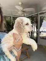 Sanibel Parti, a male Cocker Spaniel for sale in Lexington, SC – 7 of 7