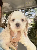 Sanibel Parti, a male Cocker Spaniel for sale in Lexington, SC – 2 of 7