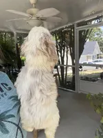 Sanibel Parti, a male Cocker Spaniel for sale in Lexington, SC – 5 of 7
