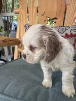 Sanibel Parti, a male Cocker Spaniel for sale in Lexington, SC – 4 of 7