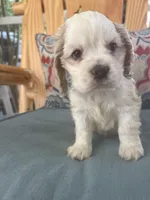 Sanibel Parti, a male Cocker Spaniel for sale in Lexington, SC – 3 of 7