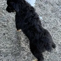 Comet, a male Australian Shepherd for sale in Dassel, MN – Photo 3 of 6