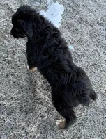 Comet, a male Australian Shepherd for sale in Dassel, MN – Photo 3 of 6