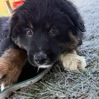 Comet, a male Australian Shepherd for sale in Dassel, MN – Photo 1 of 6