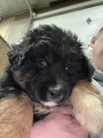 Comet, a male Australian Shepherd for sale in Dassel, MN – Photo 4 of 6