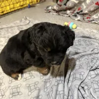 Comet, a male Australian Shepherd for sale in Dassel, MN – Photo 5 of 6