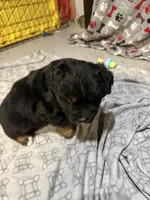 Comet, a male Australian Shepherd for sale in Dassel, MN – Photo 5 of 6