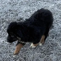 Comet, a male Australian Shepherd for sale in Dassel, MN – Photo 2 of 6