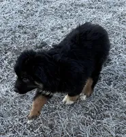 Comet, a male Australian Shepherd for sale in Dassel, MN – Photo 2 of 6