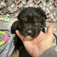 Comet, a male Australian Shepherd for sale in Dassel, MN – Photo 6 of 6