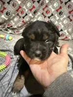 Comet, a male Australian Shepherd for sale in Dassel, MN – Photo 6 of 6