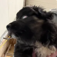 Dasher, a male Australian Shepherd for sale in Dassel, MN – Photo 5 of 6