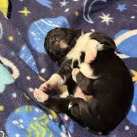 Dasher, a male Australian Shepherd for sale in Dassel, MN – Photo 6 of 6