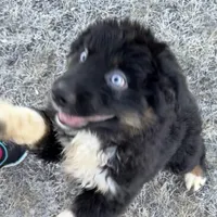 Dasher, a male Australian Shepherd for sale in Dassel, MN – Photo 1 of 6