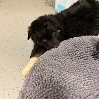 Dasher, a male Australian Shepherd for sale in Dassel, MN – Photo 4 of 6