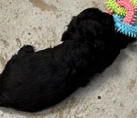 Aspen, a male Cocker Spaniel for sale in Dassel, MN – Photo 2 of 3