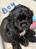 Aspen, a male Cocker Spaniel for sale in Dassel, MN – Photo 3 of 3